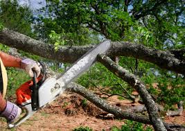 How Our Tree Care Process Works  in  Palm Bay, FL